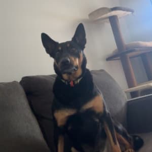 Picture of Ned Kelly