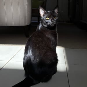 Picture of Raven