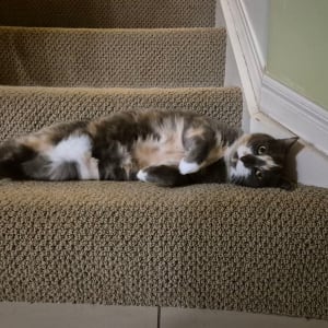 Picture of Nala