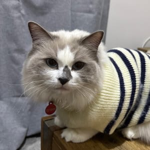 Picture of Cotton