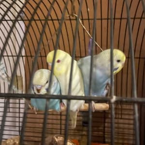 Picture of Charlie and Lola and tweedie bird