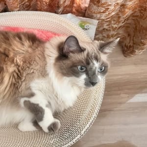 Picture of Mimi