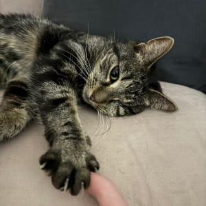 Picture of Queenie (Bean)