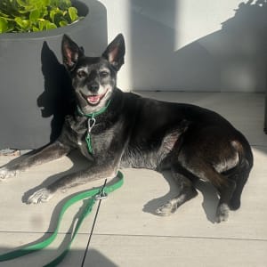 Picture of Storm