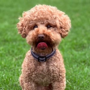 Picture of Sunny