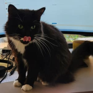Picture of Gnocchi