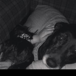 Picture of Buddy
