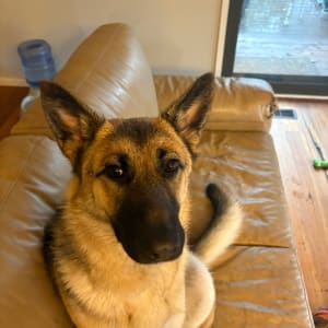 Picture of Lola