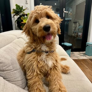 Picture of Sunny
