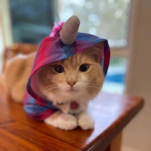 Picture of Mr Peaches