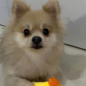 Picture of Momon