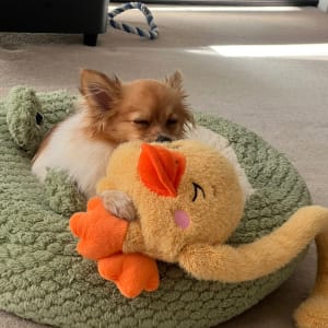 Picture of Lucky