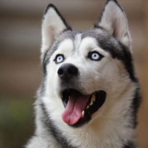 Picture of Leonidas