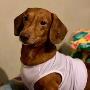Picture of Kayu