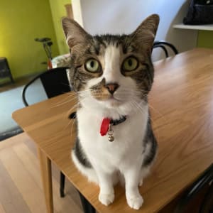 Picture of TomTom