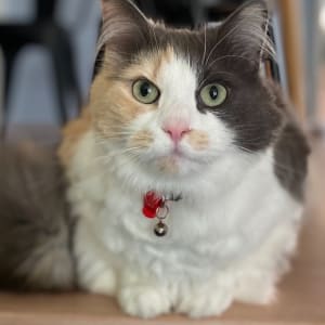 Picture of Minnie