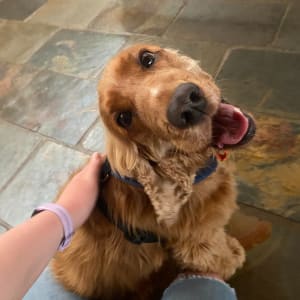 Picture of Suki