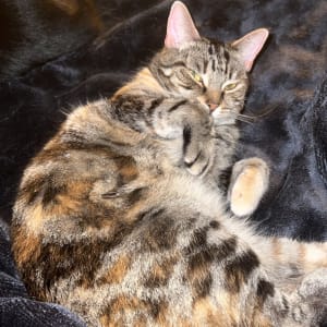 Picture of Hina