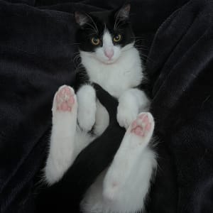 Picture of Kibo