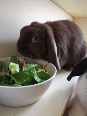 Picture of Lola