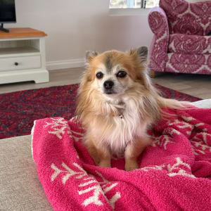 Picture of Cuba AKA Cujo