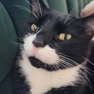 Picture of Nero (Big Fluff)