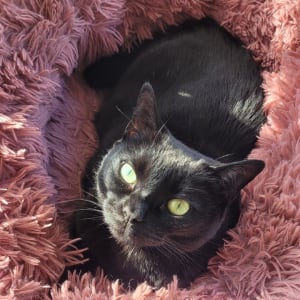Picture of Miso