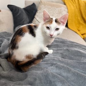 Picture of Layla