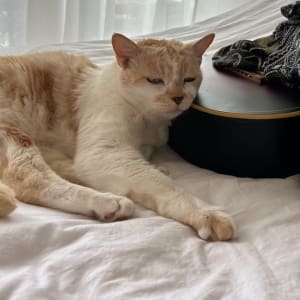 Picture of Cookie