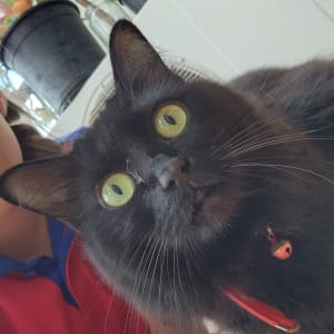 Picture of Midnight