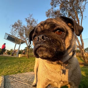 Picture of Nala