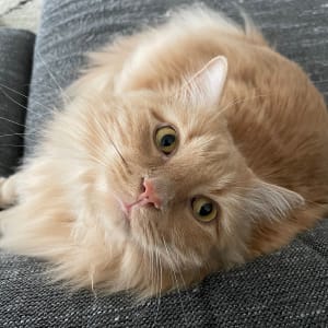 Picture of Milo