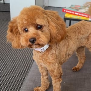 Picture of Suki