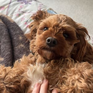 Picture of Winnie