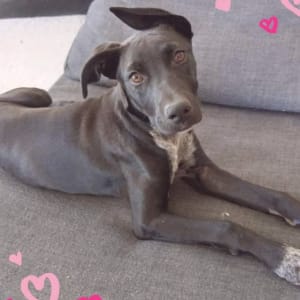 Picture of Moonlight