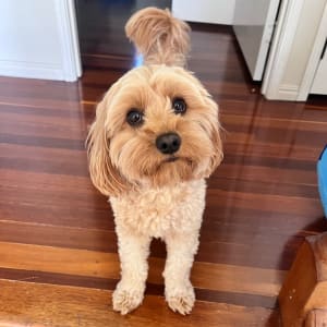 Picture of Dash