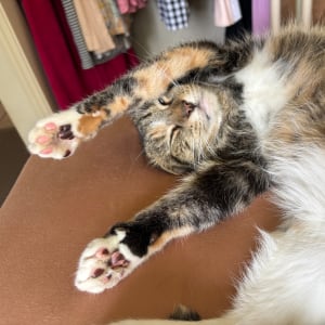 Picture of Luna