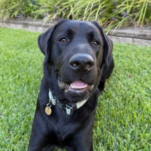 Picture of Bentley