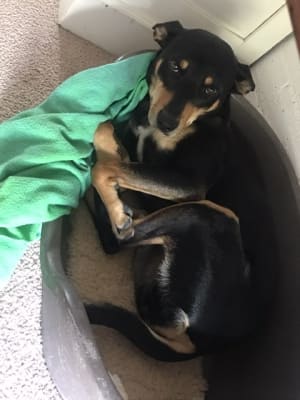 Picture of Olive (Ollie)