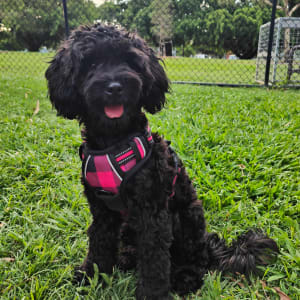 Picture of Max