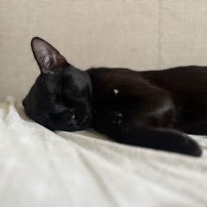 Picture of Scar