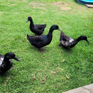 Picture of Ducks