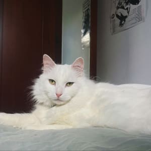 Picture of Tiger