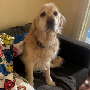 Picture of Finnigan