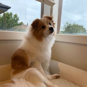 Picture of Snowy