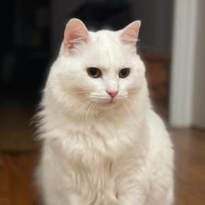 Picture of Snowy