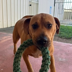 Picture of Maverick