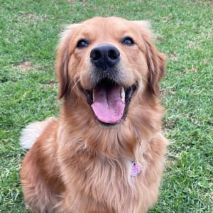 Picture of Honey