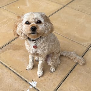 Picture of Milly