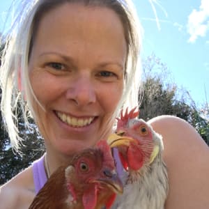 Picture of 7 backyard chickens